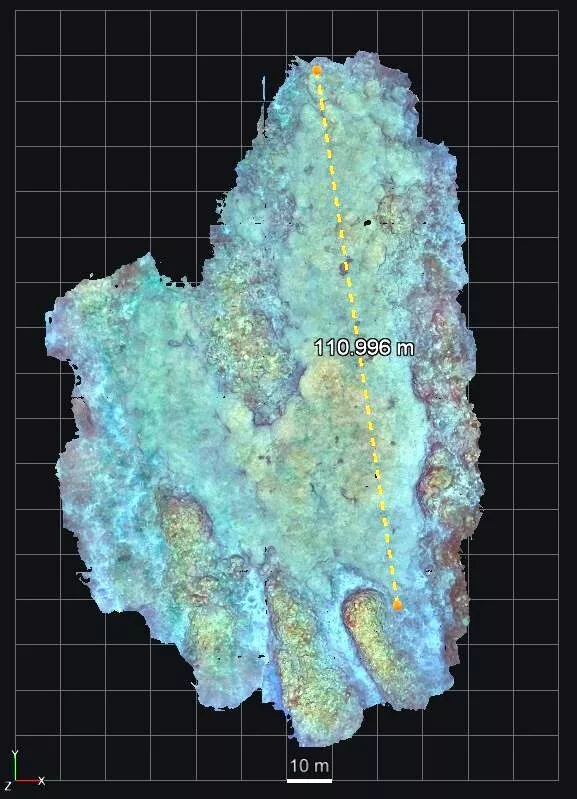 The coral colony is 111m long (Serena Mou)