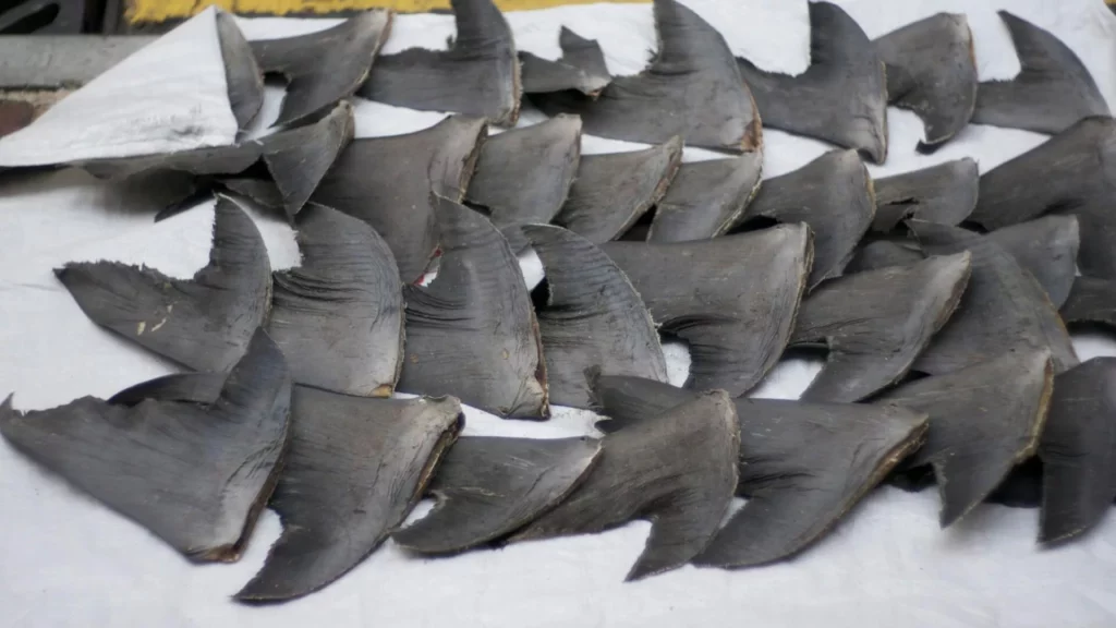 New limits on global shark trade not enough 2 Shark fins in Hong Kong (Cloneofsnake)