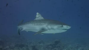 Tiger shark (Kris Mikael Krister)