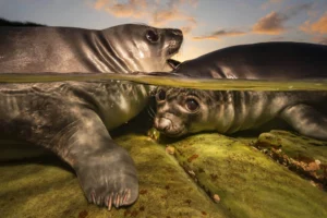 This year's winning image © Matty Smith / UPY2026