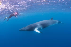 Marine Mammals of Australia