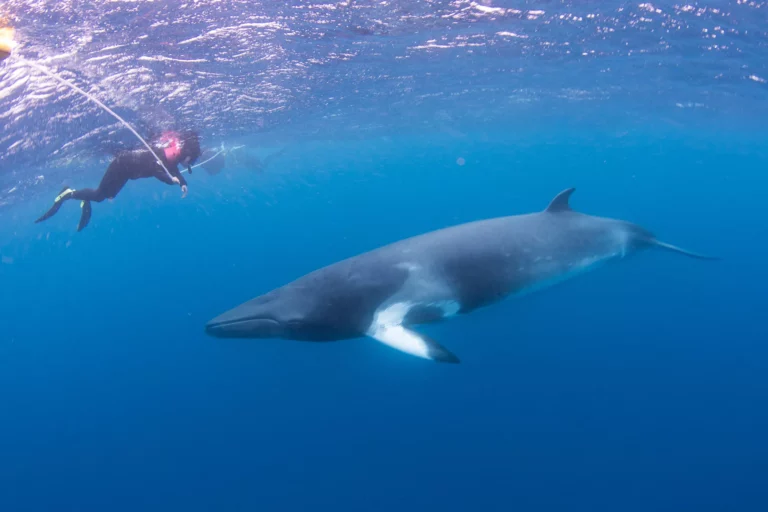 Marine Mammals of Australia