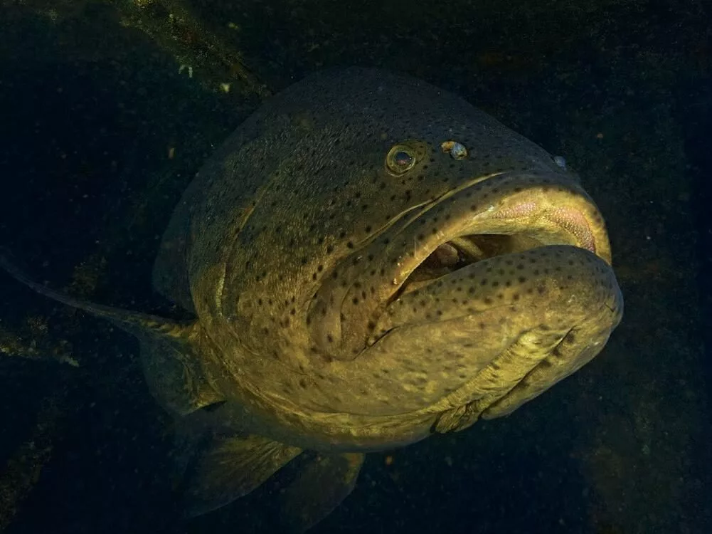 A massive Goliath grouper staring from the dark interior of the Miss Louise tugboat wreck in Destin.