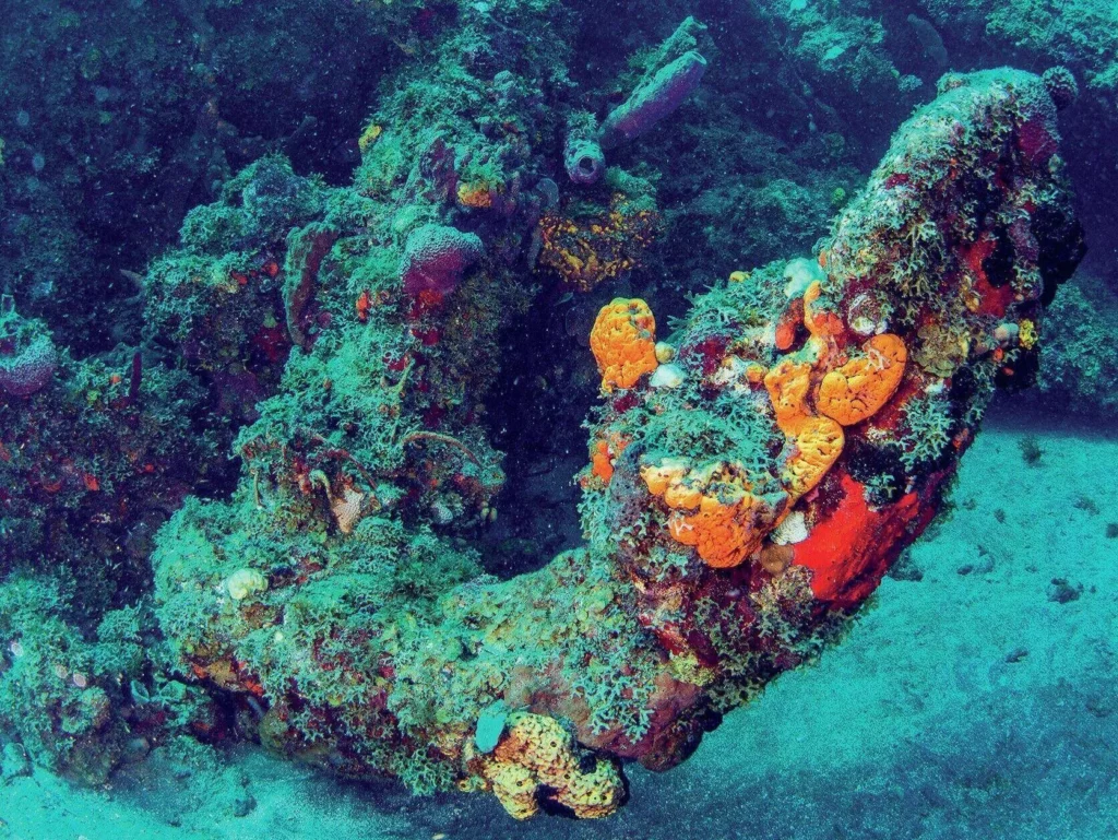 Diving Saba and St Kitts: Pinnacles, Wrecks, and Volcanic Wonders 9 The anchor of the cargo ship River Taw covered in marine growth