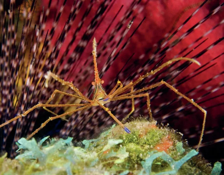 Diving Saba and St Kitts: Pinnacles, Wrecks, and Volcanic Wonders 5 Arrow crab on a coral with sea urchin