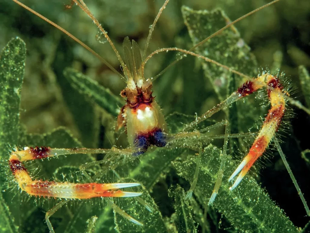 Diving Saba and St Kitts: Pinnacles, Wrecks, and Volcanic Wonders 10 Banded coral shrimp on a St Kitts Reef