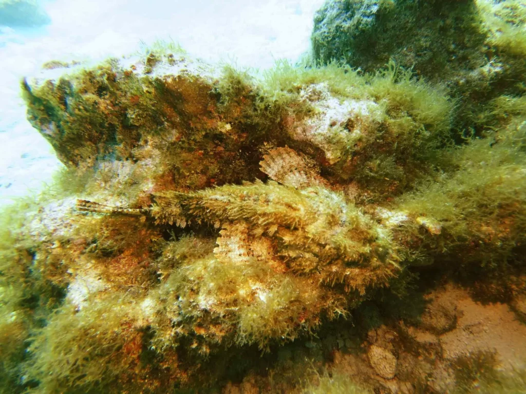 Camouflaged scorpionfish among the algae on Davis reef (John Christopher Fine 2026)