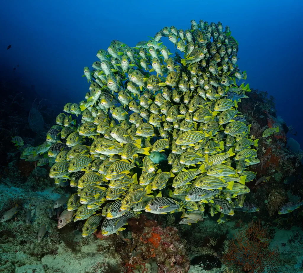 Cape Kri Schooling Sweetlips 2Don Silcock