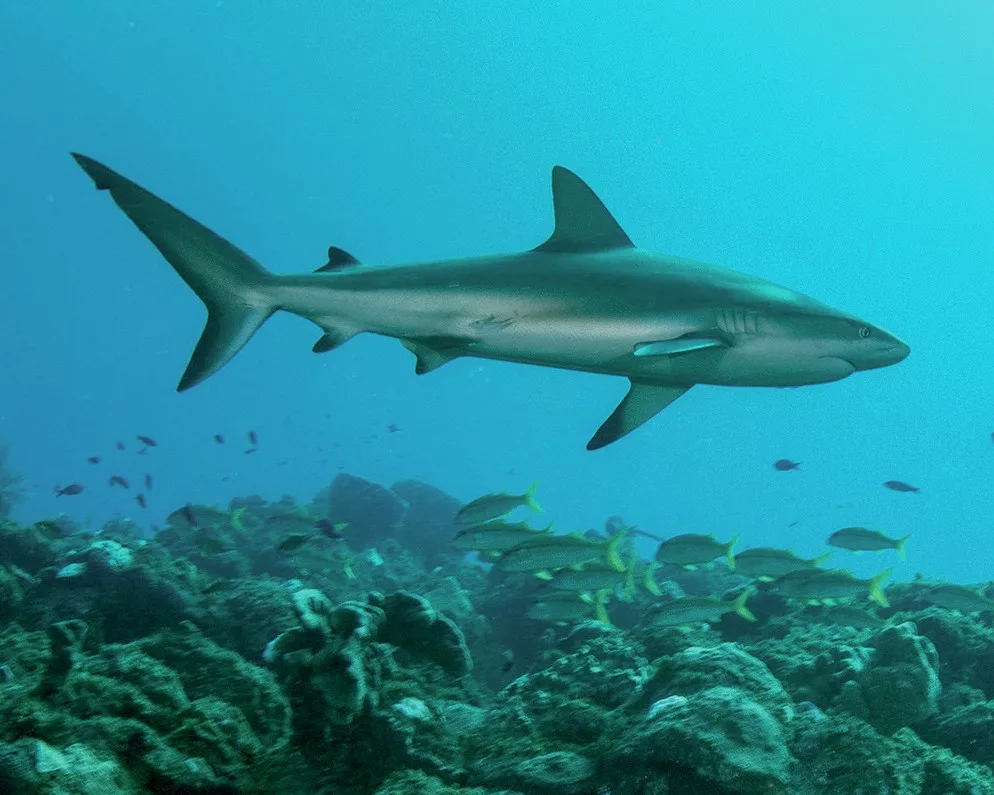Diving Saba and St Kitts: Pinnacles, Wrecks, and Volcanic Wonders 3 A Caribbean reef shark patrolling the deep volcanic pinnacles off the coast of Saba.