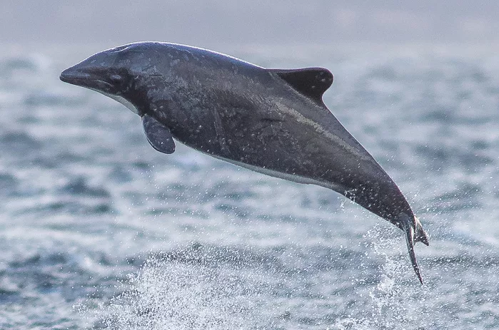 Chilean dolphin Cephalorhynchus eutropia (Sebastián Saiter V)