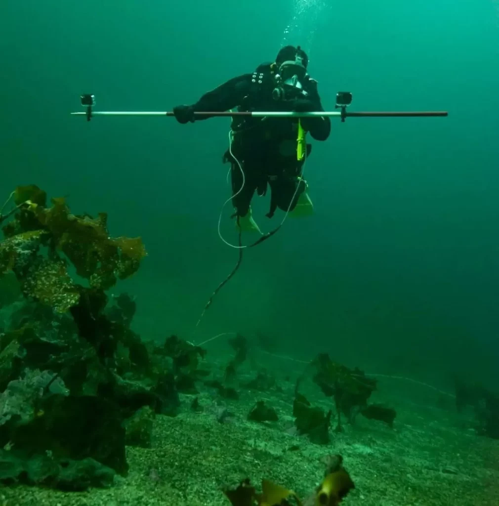 Whalegate: Divers find ancient trap in Norway 3 Christopher F Kvæstad with a pole fitted with GoPro cameras (Anders Schouw / IRMAS)