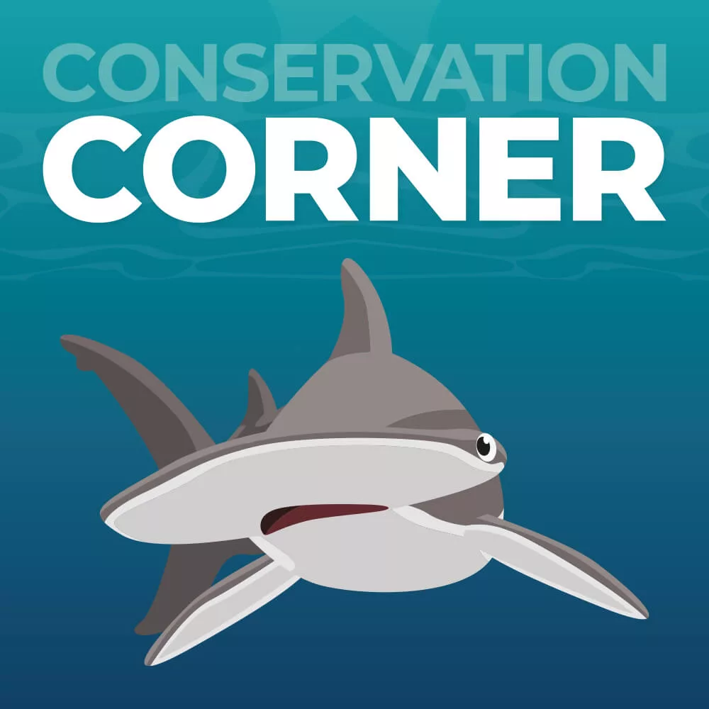 Conservation Corner Ad banner portrait