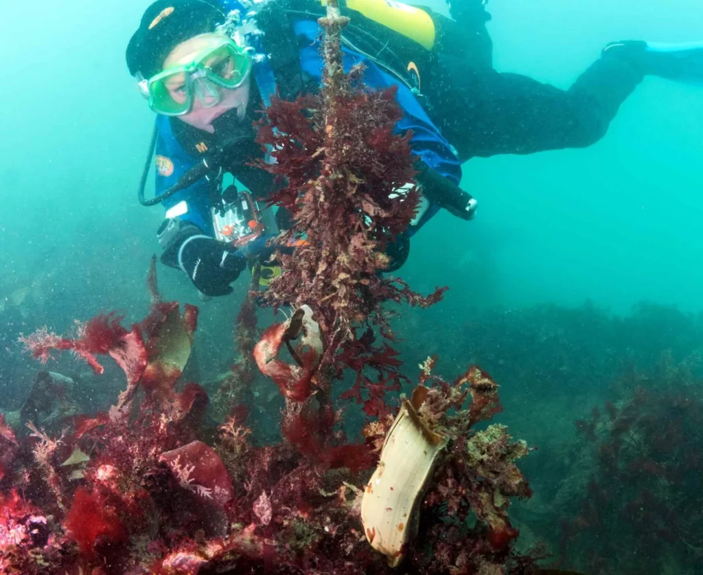 Diver and eggcase (Shark Trust)