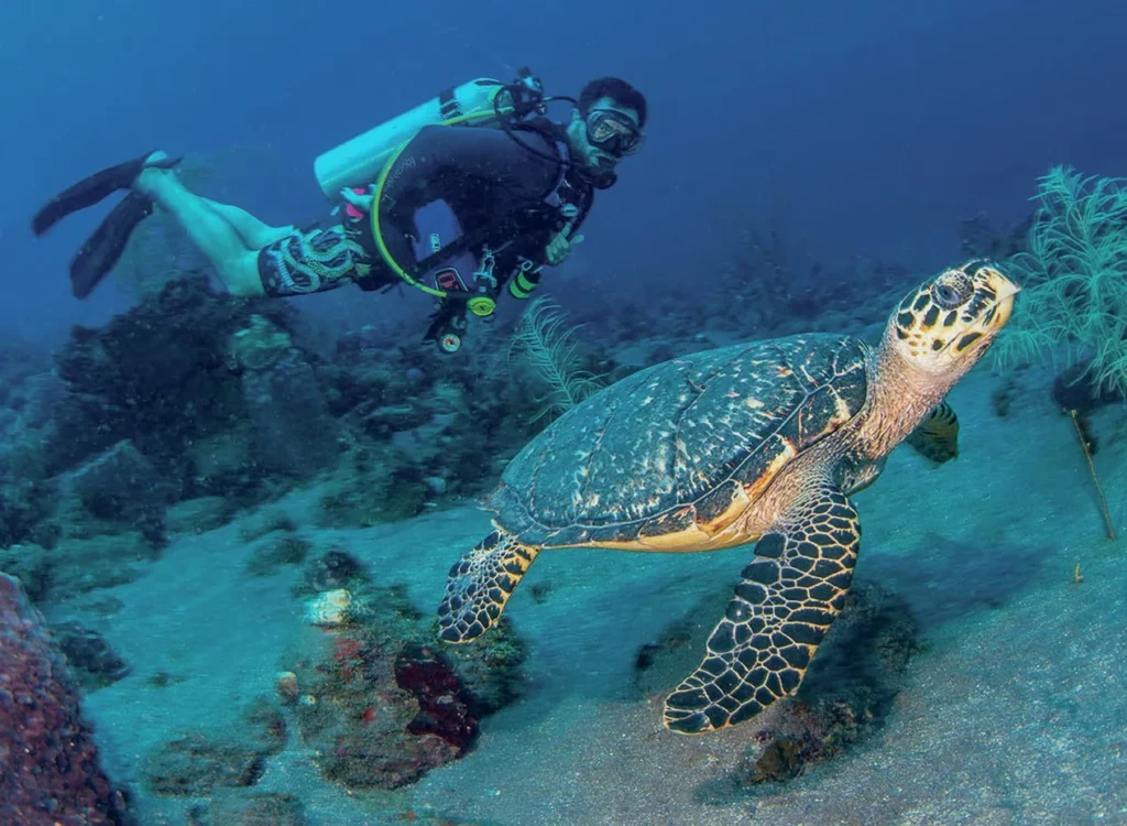 Diving Saba and St Kitts: Pinnacles, Wrecks, and Volcanic Wonders 8 Diver and turtle swim-along together on a reef is St Kitts