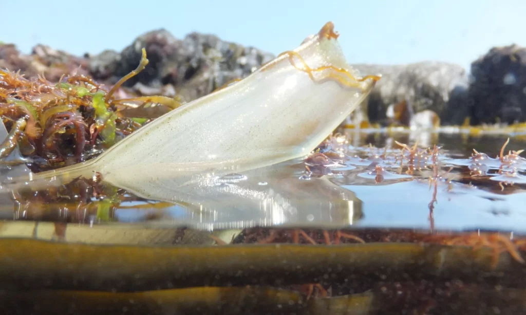 Divers urged to look out for shark eggcases (Shark Trust)