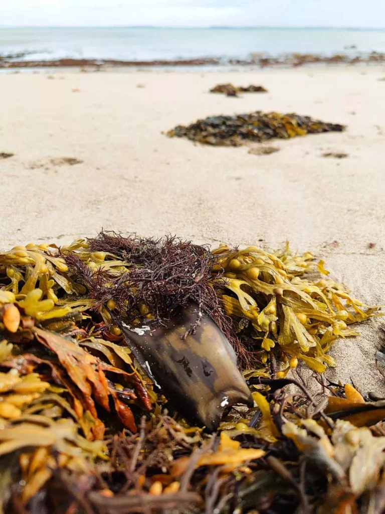 Mermaid's purse on the strandline (Shark Trust)