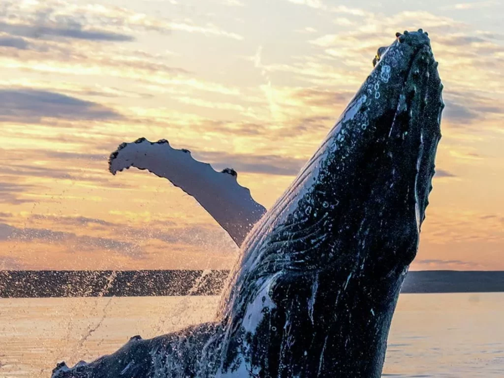 Exmouth Gulf conservation efforts to protect whales