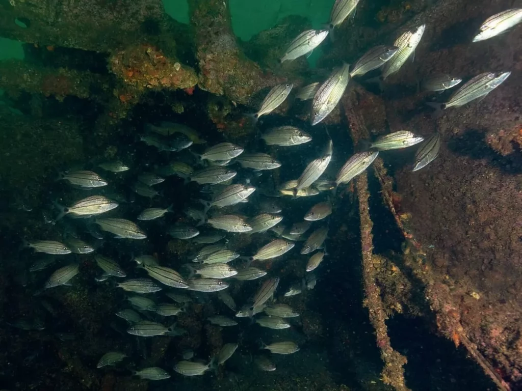 Fish find shelter in the wreck of the Miss Louise on the Florida Panhandle