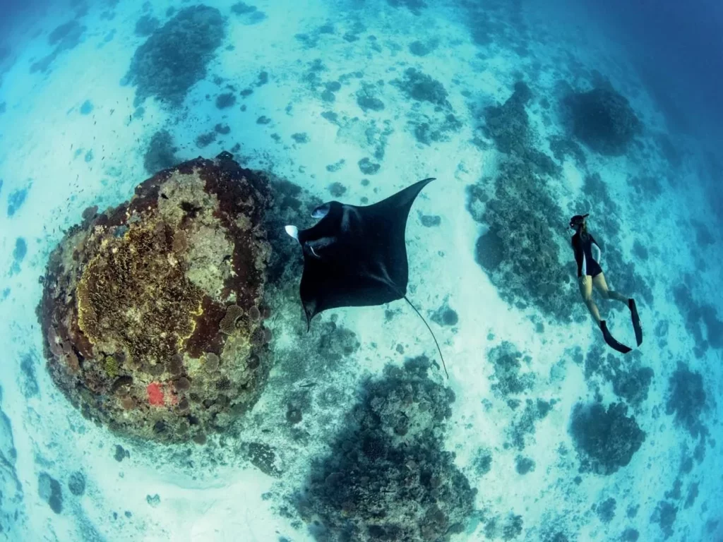 A freediver watches a large reef manta ray gliding over a coral bommie at Lady Elliot Island, the manta capital of the SGBR.