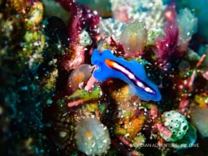 Raja Ampat Creature Feature Flatworms