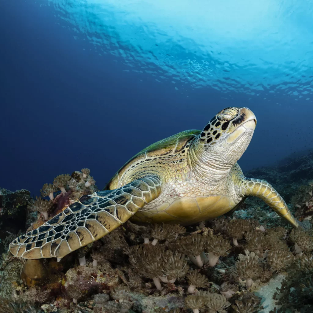 Indo R4 Aug 24 D13 172 acrtdn nik