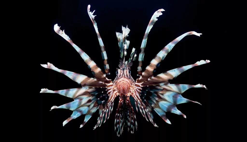 Q&A Patrick Neumann, Underwater Photographer 10 Lionfish - photo by Patrick Neumann