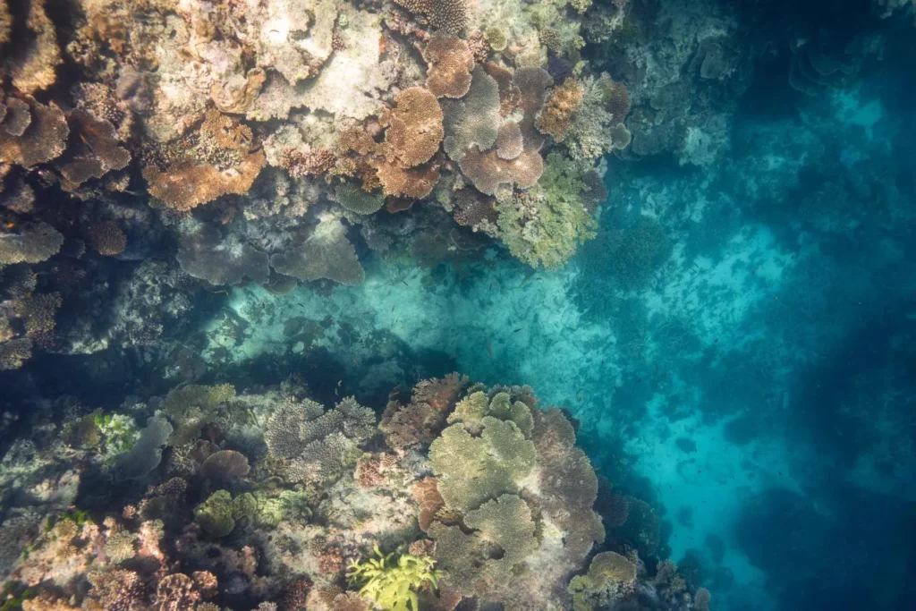 Looking down on a Heron Island reef (Tourism & Events Queensland)