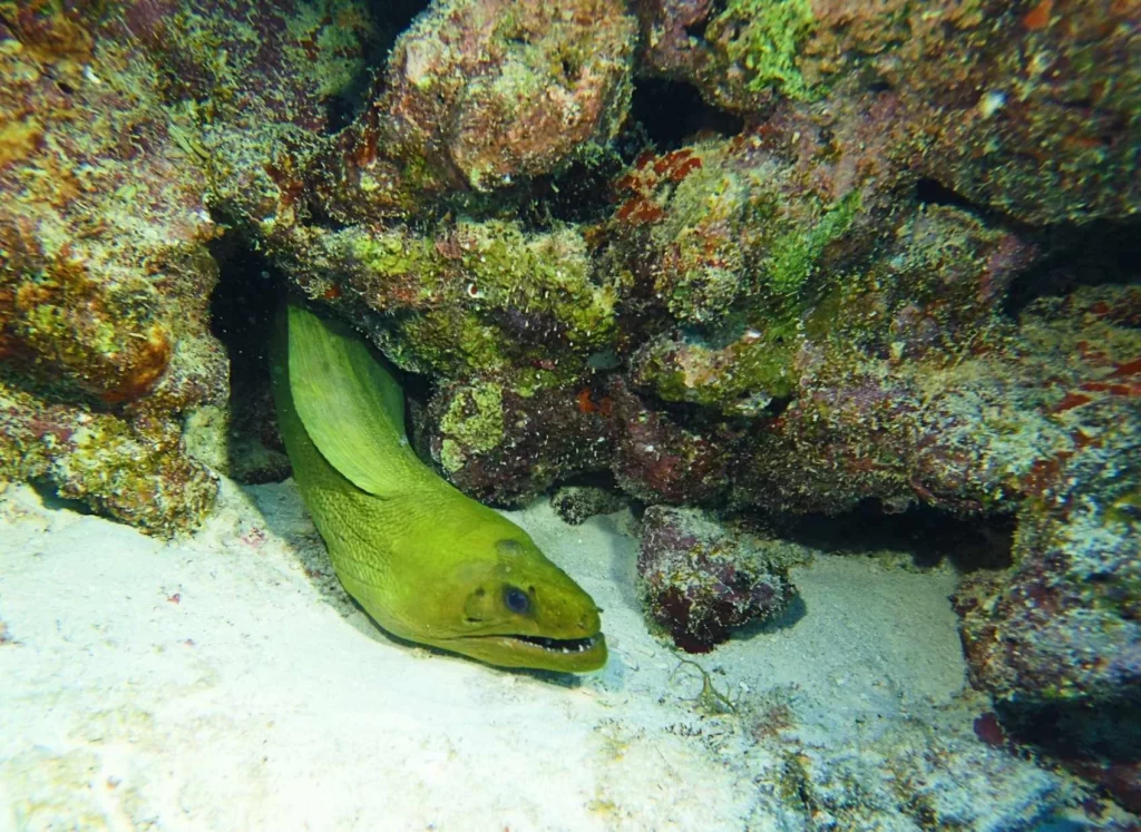 Moray eel at Crater Junior reef (John Christopher Fine 2026)