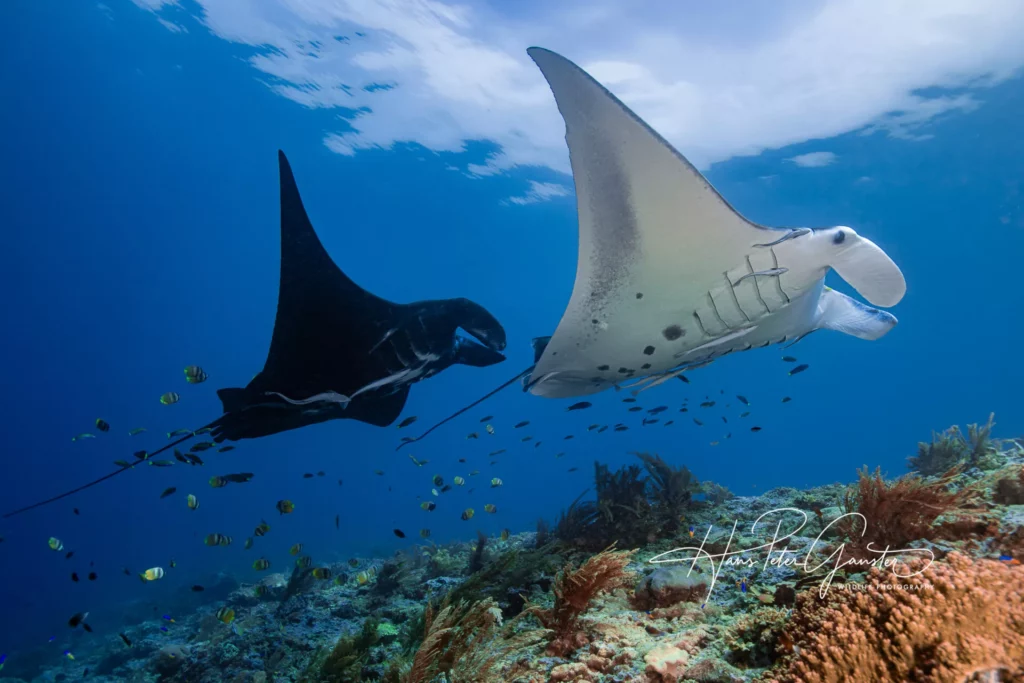 Paving the Way for Conservation in Raja Ampat 2 Mantas Hans Peter Ganster