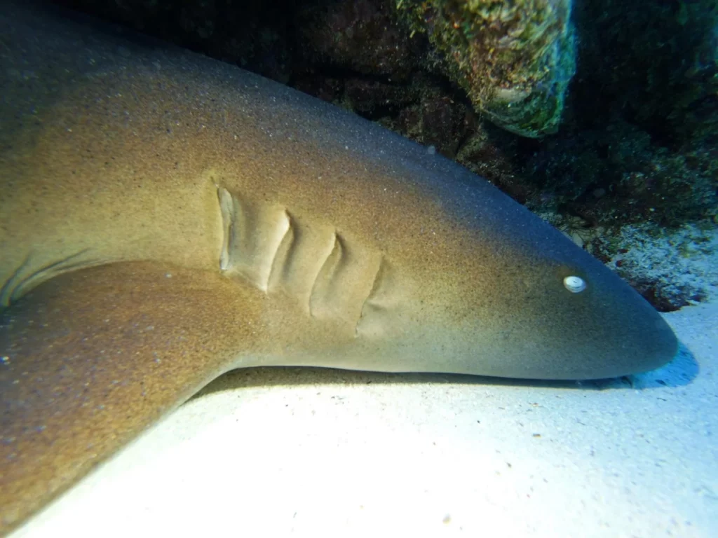 A nurse shark resting under a coral ledge at the Davy Crocker dive site in Florida.