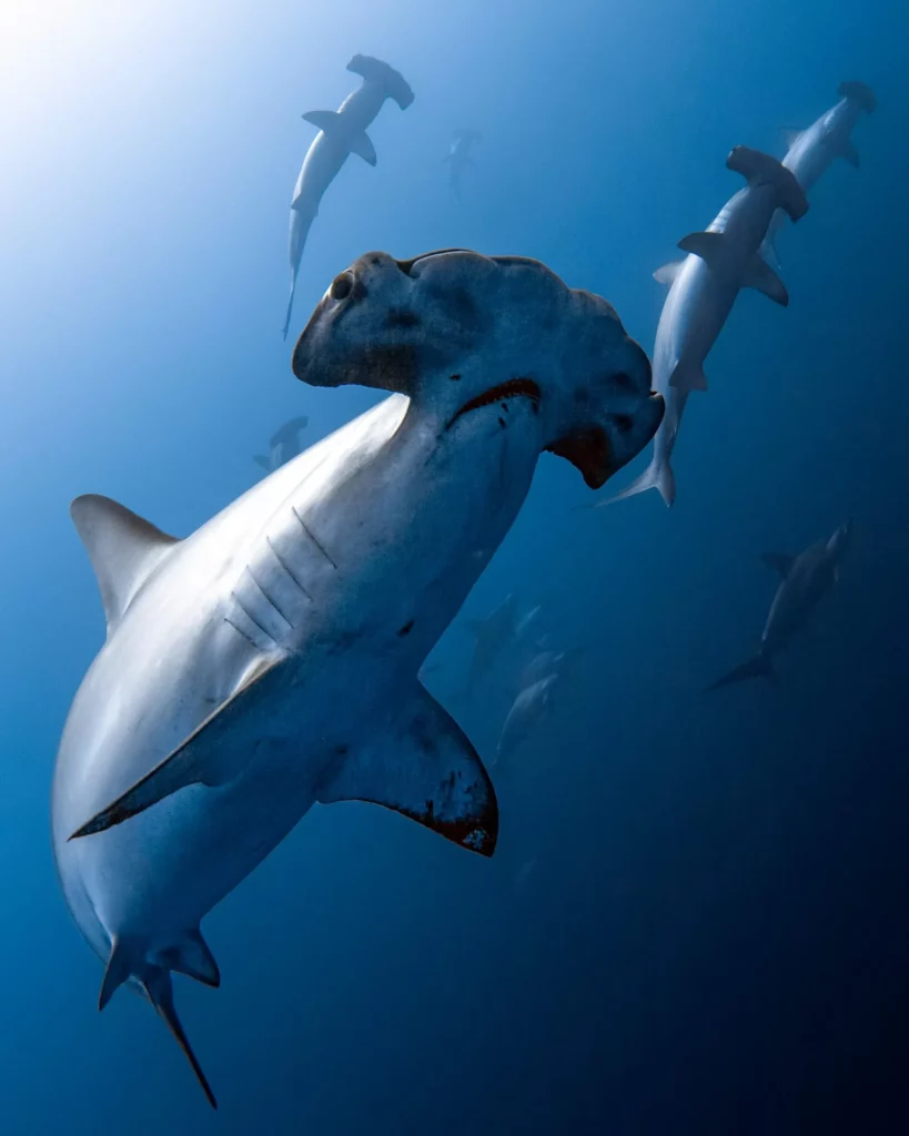 Migratory sharks win new levels of protection 1 Hammerhead shark (Masayuli Agawa, Ocean Image Bank)