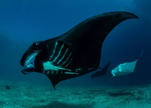 Top Underwater Wildlife in Raja Ampat