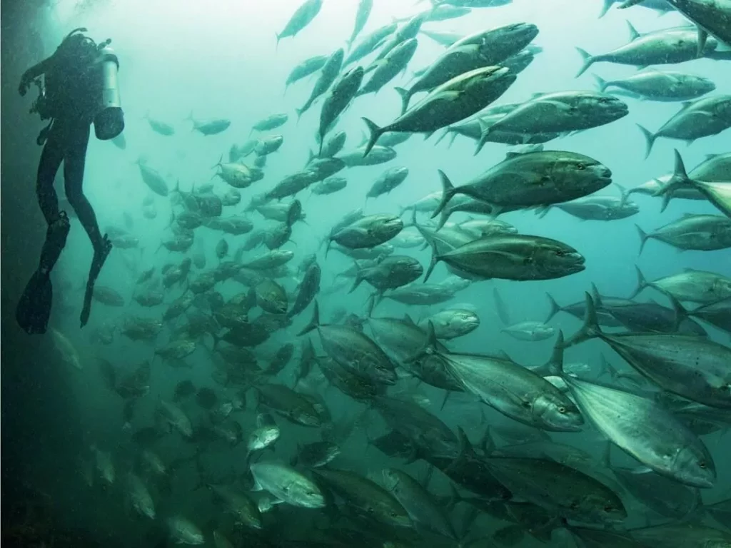 School of jacks on the Ex-HMAS Tobruk