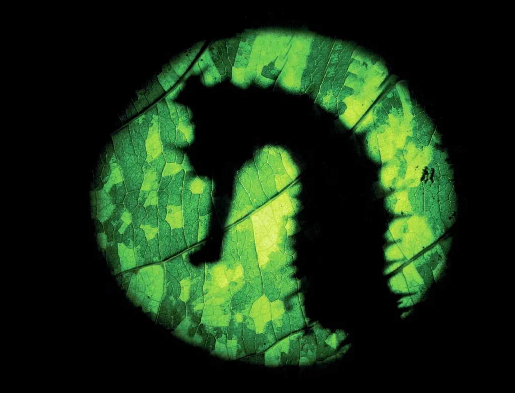 Q&A Patrick Neumann, Underwater Photographer 2 Seahorse silhouette photo by Patrick Neumann, underwater photographer