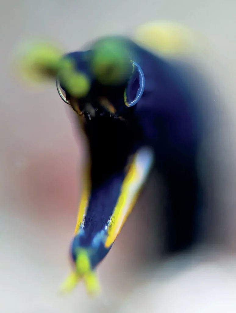 Q&A Patrick Neumann, Underwater Photographer 6 Snake eel - photo by Patrick Neumann, underwater photographer