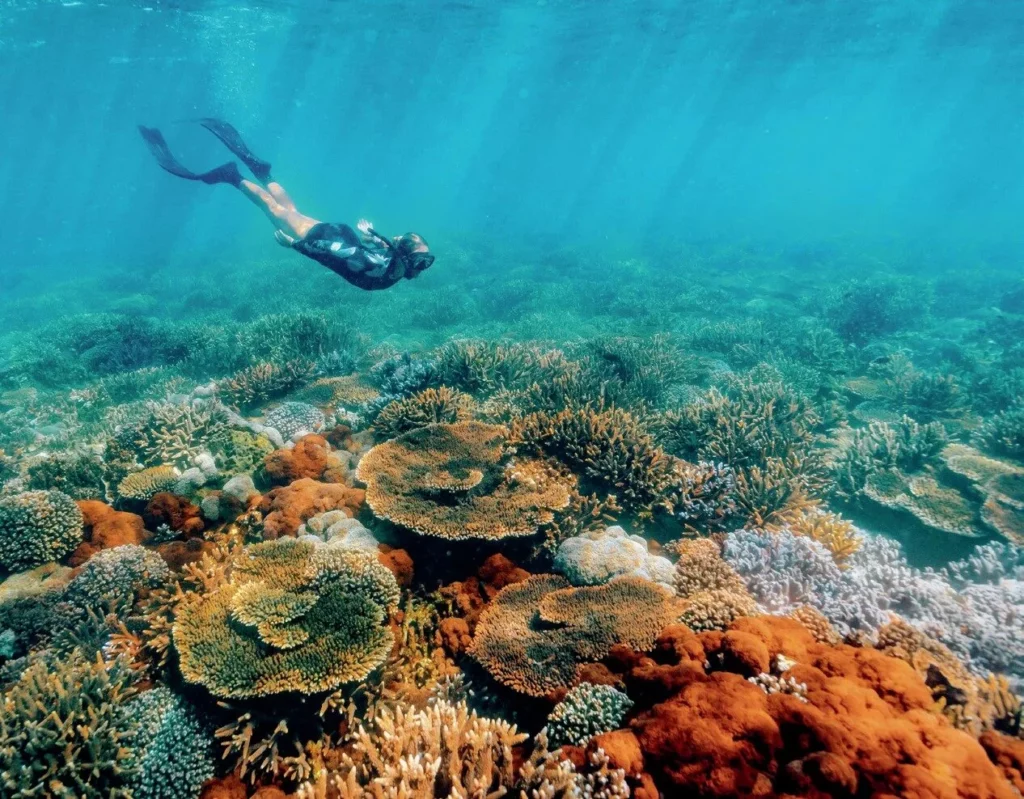 A snorkeler exploring vibrant hard coral gardens and staghorn corals at Keppel Reef, Australia.