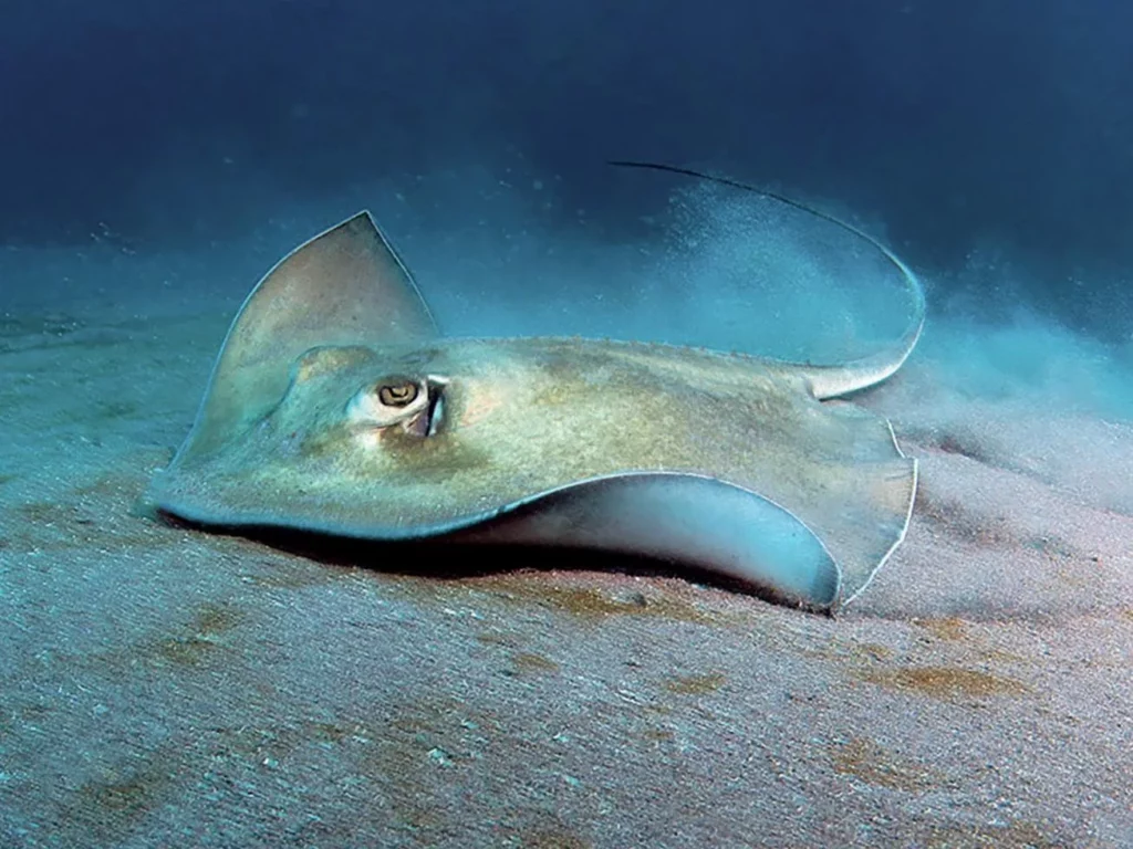 Diving Saba and St Kitts: Pinnacles, Wrecks, and Volcanic Wonders 11 A stingray looks for food buried in the sand