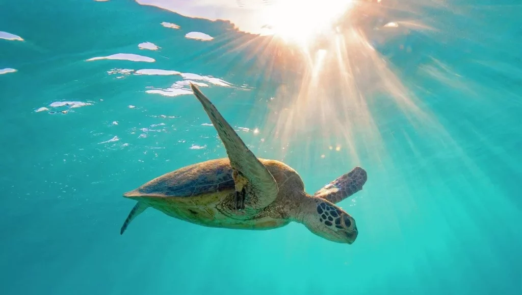 A green sea turtle at Heron Island.