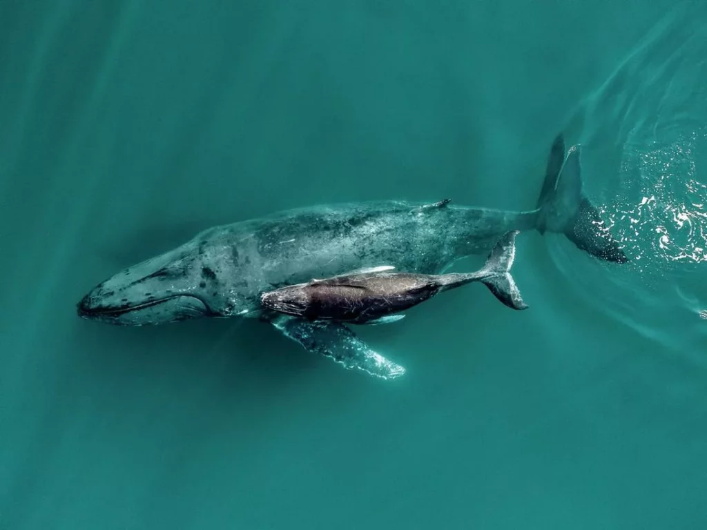 Whale and calf in WA Australia