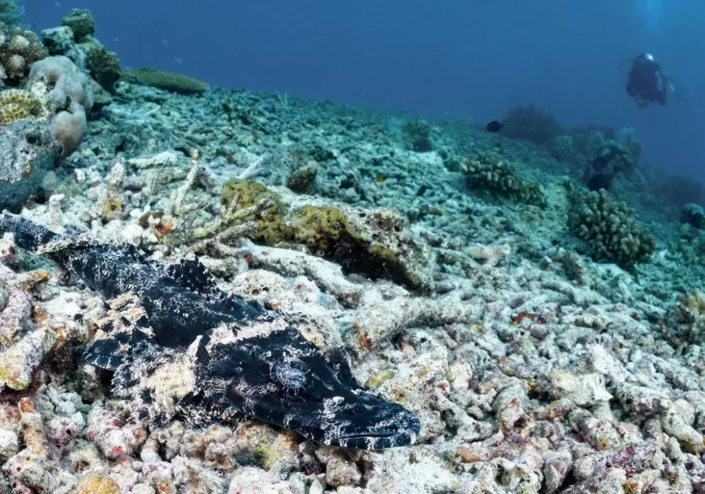Single Strobe Underwater Photography: How to Get Professional Results with One Flash 1 Crocodilefish on coral reef using single strobe underwater photography to mimic natural overhead sunlight.