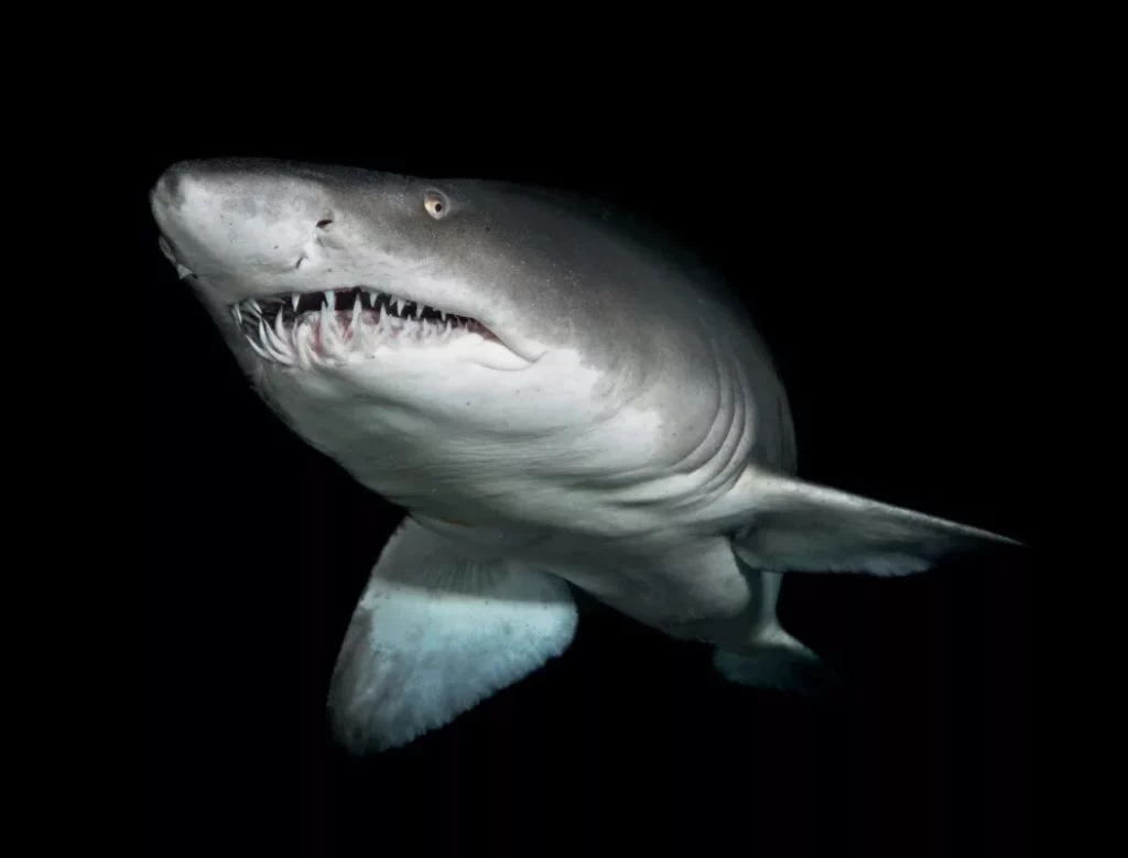 Single Strobe Underwater Photography: How to Get Professional Results with One Flash 4 A sand tiger shark emerging from the darkness lit by a single powerful strobe for a dramatic effect.