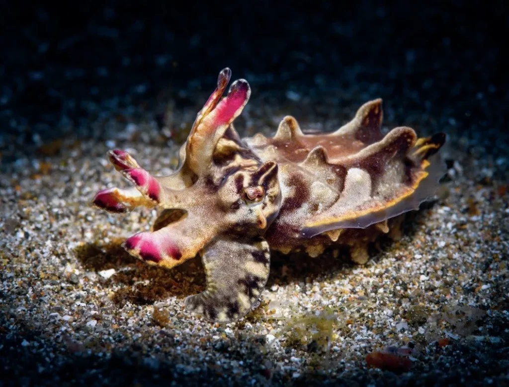 Single Strobe Underwater Photography: How to Get Professional Results with One Flash 6 A flamboyant cuttlefish isolated against a dark background using a strobe with a snoot attachment.