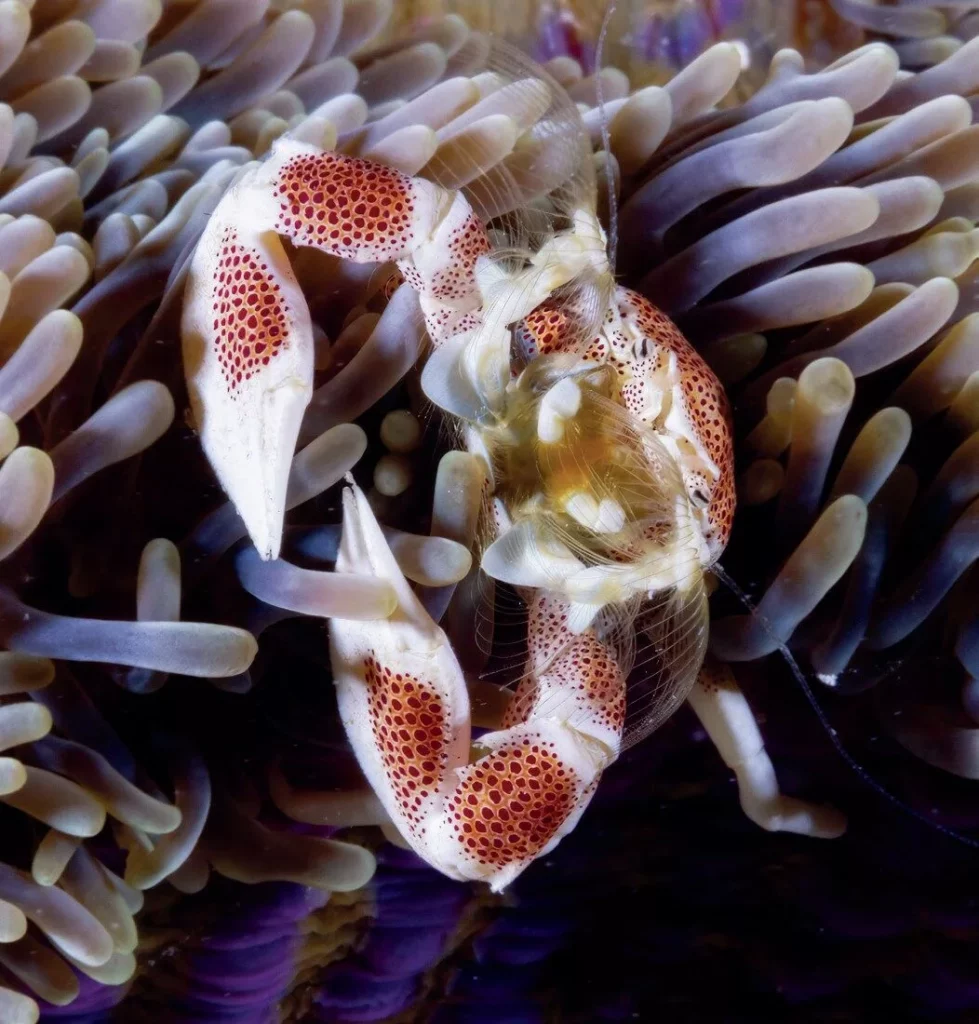 Single Strobe Underwater Photography: How to Get Professional Results with One Flash 5 Macro portrait of a porcelain crab showing soft shadows created by a single offset strobe.