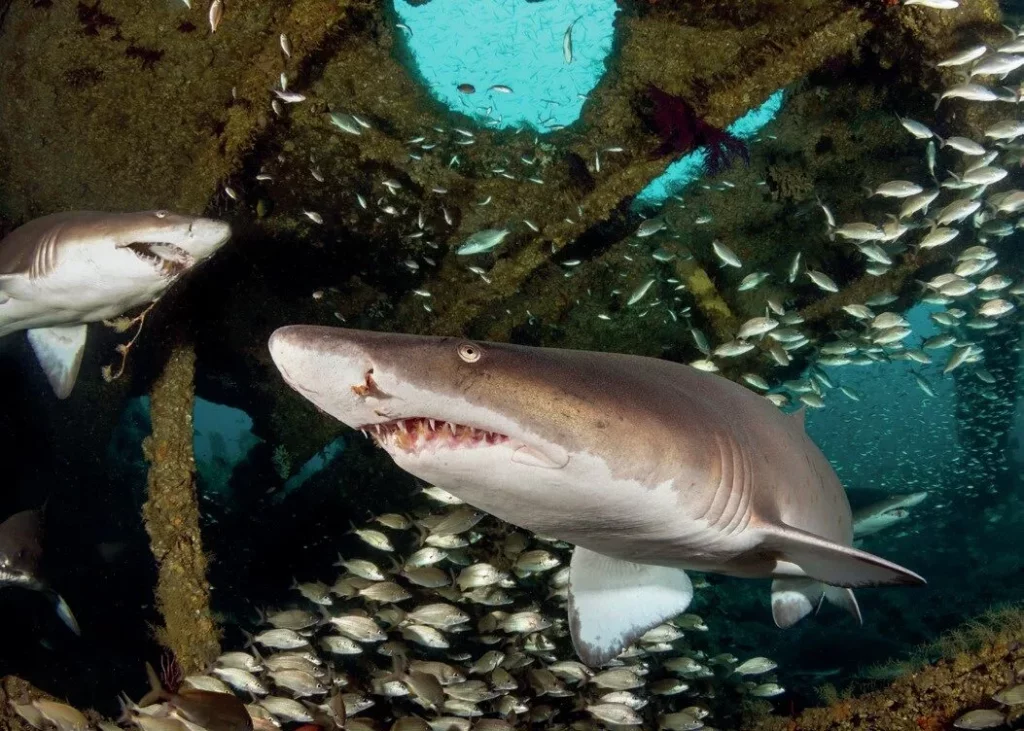 Single Strobe Underwater Photography: How to Get Professional Results with One Flash 3 Sand tiger shark inside a shipwreck photographed with two strobes for even, balanced lighting.