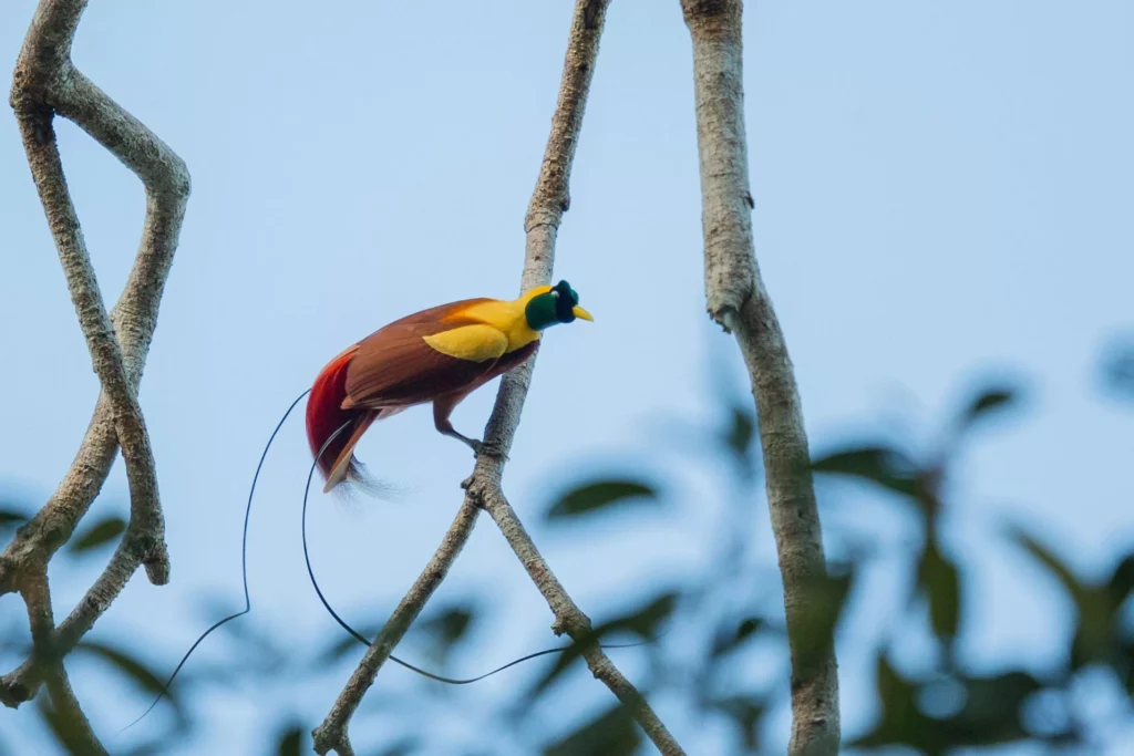 3. Red Bird of Paradise Trip Charles Ryan