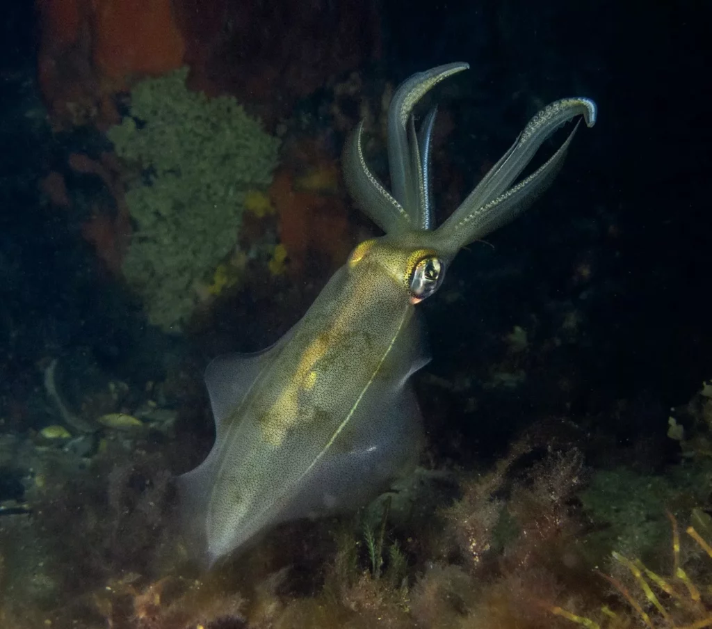 Diving with Natalie Anderson: Sixgill Shark Advocate & Her Journey Down Under 8 A southern calamari squid glowing under dive lights during a night scuba dive in Melbourne, Australia.