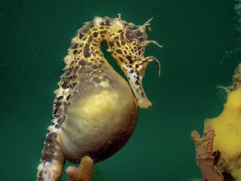 Diving with Natalie Anderson: Sixgill Shark Advocate & Her Journey Down Under 7 A pregnant male big-belly seahorse (Hippocampus abdominalis) clinging to seagrass in the waters of Victoria, Australia.