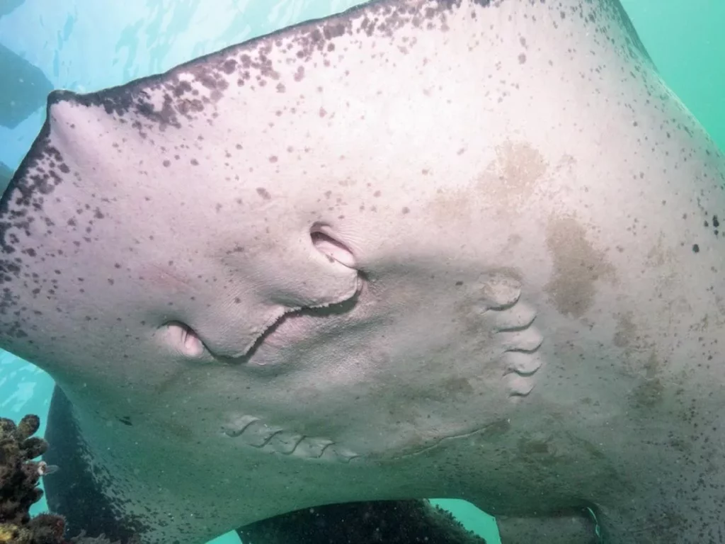 Diving with Natalie Anderson: Sixgill Shark Advocate & Her Journey Down Under 6 A large, friendly smooth stingray swimming close to a diver near a pier on the Mornington Peninsula, Australia.