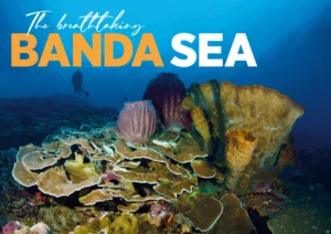 Alor Banda Sea Emperor