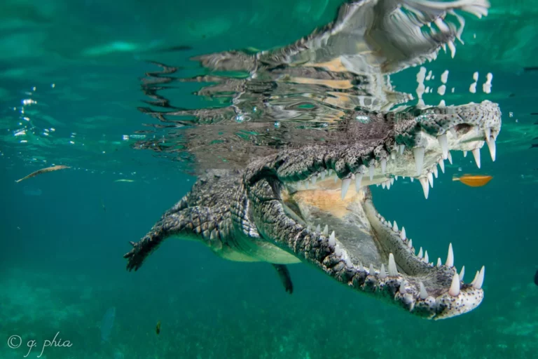 American crocodile (Q Phia)